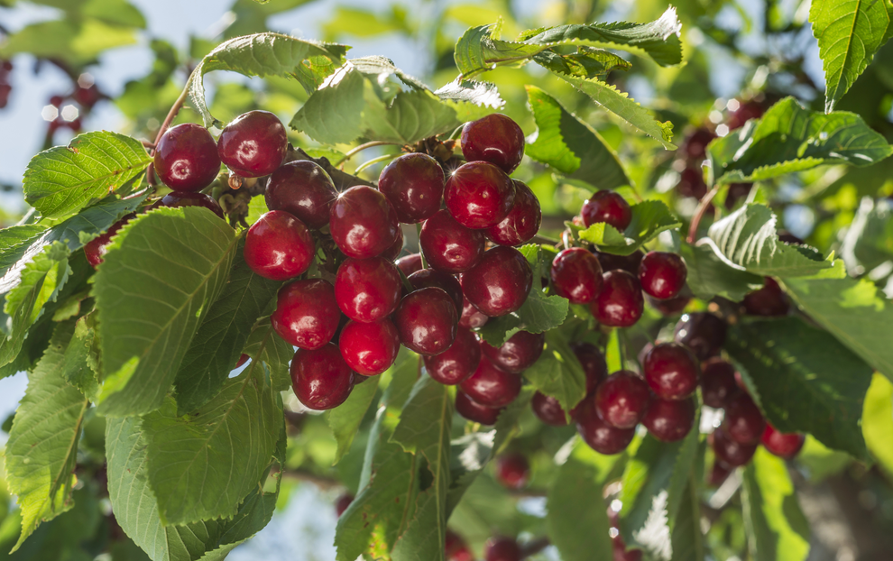 農(nóng)藥殘留分析：技術(shù)特點(diǎn)、分類與關(guān)鍵步驟詳解！