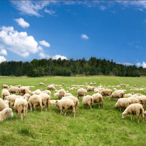 獸藥殘留檢測服務