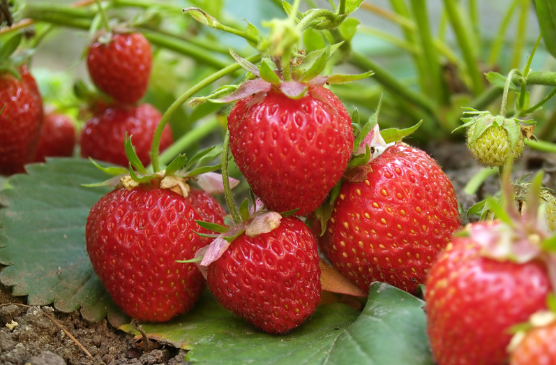 從源頭到餐桌：恒譜生專業(yè)農(nóng)藥殘留檢測(cè)，筑牢食品安全防線！