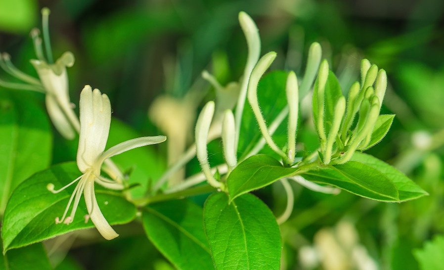 中藥丨金銀花含量測定①(中國藥典2025版)！